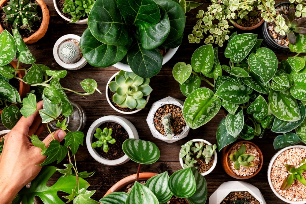 Read on for a list of houseplant don'ts for new houseplant owners