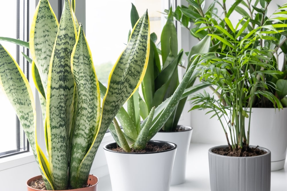 Celebrate Houseplant Month this February