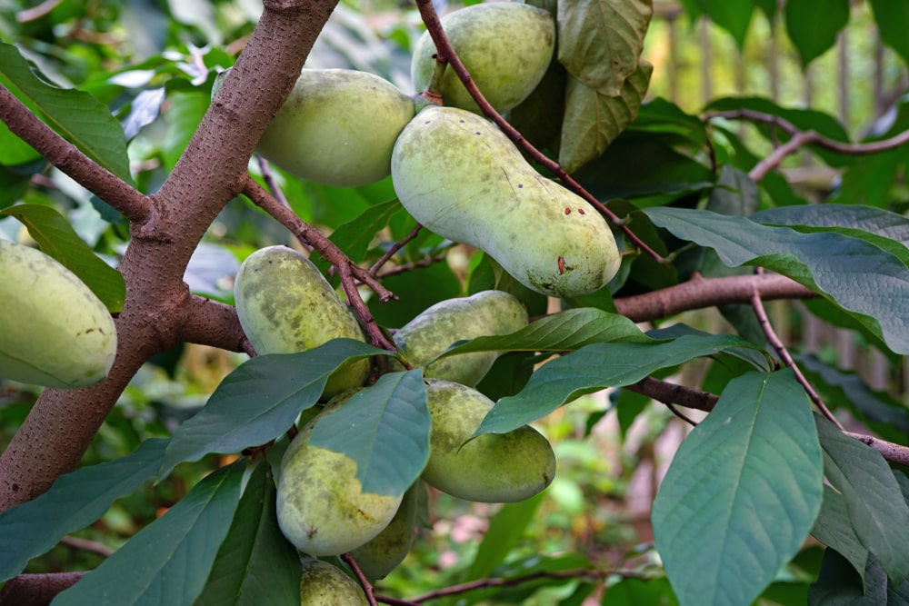 Pawpaw trees