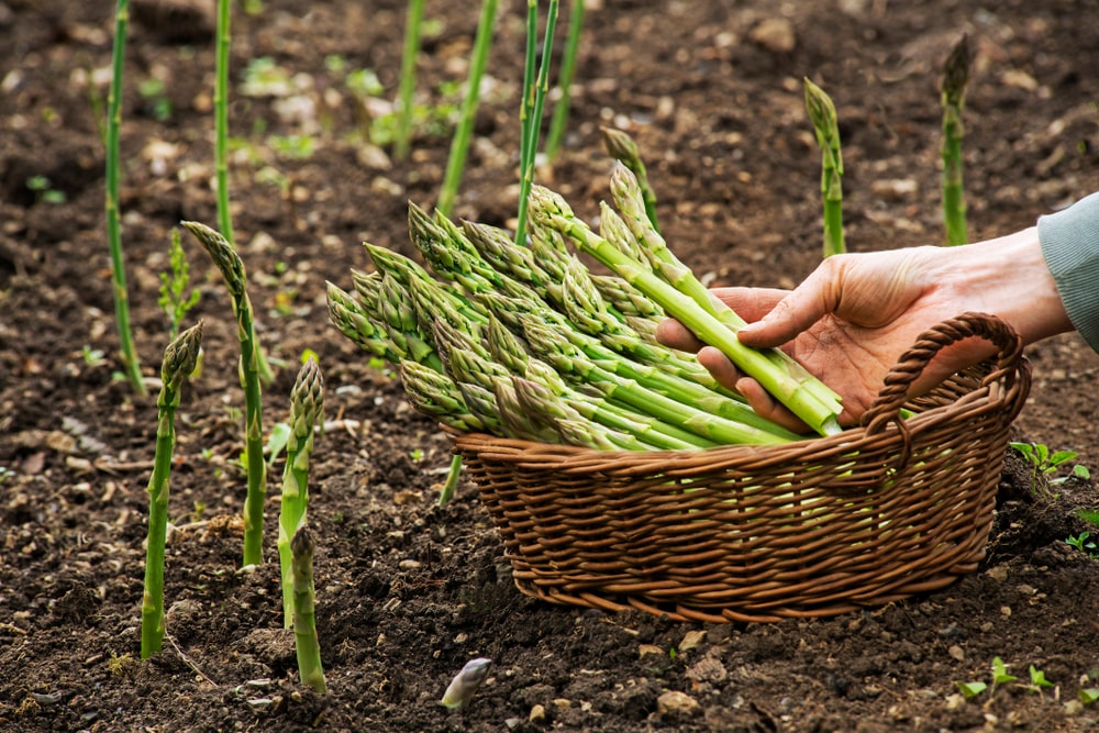 Asparagus is just one form of edibles that can be grown from roots or sets