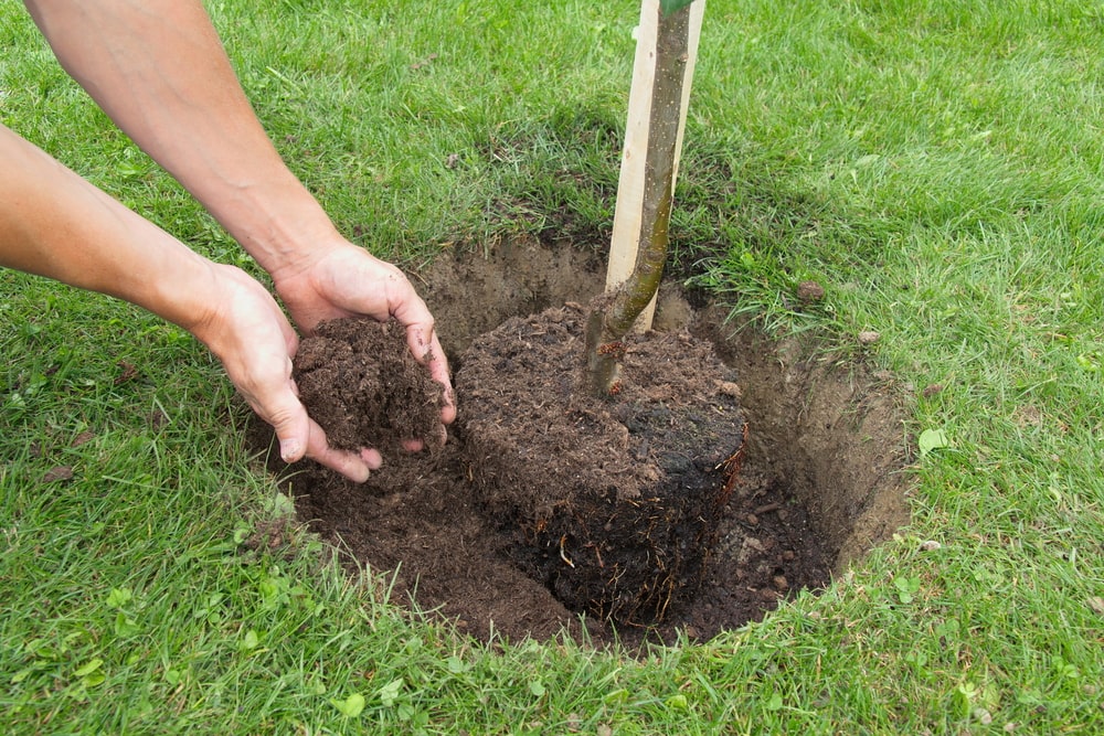 Digging a hole to plant a tree
