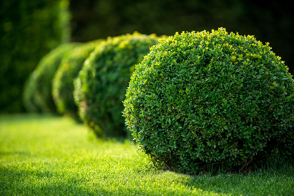 Boxwood blight is a problem for boxwoods