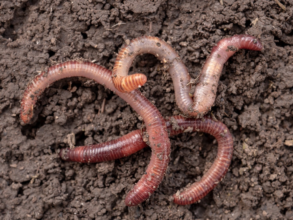 Several earthworms in the soil