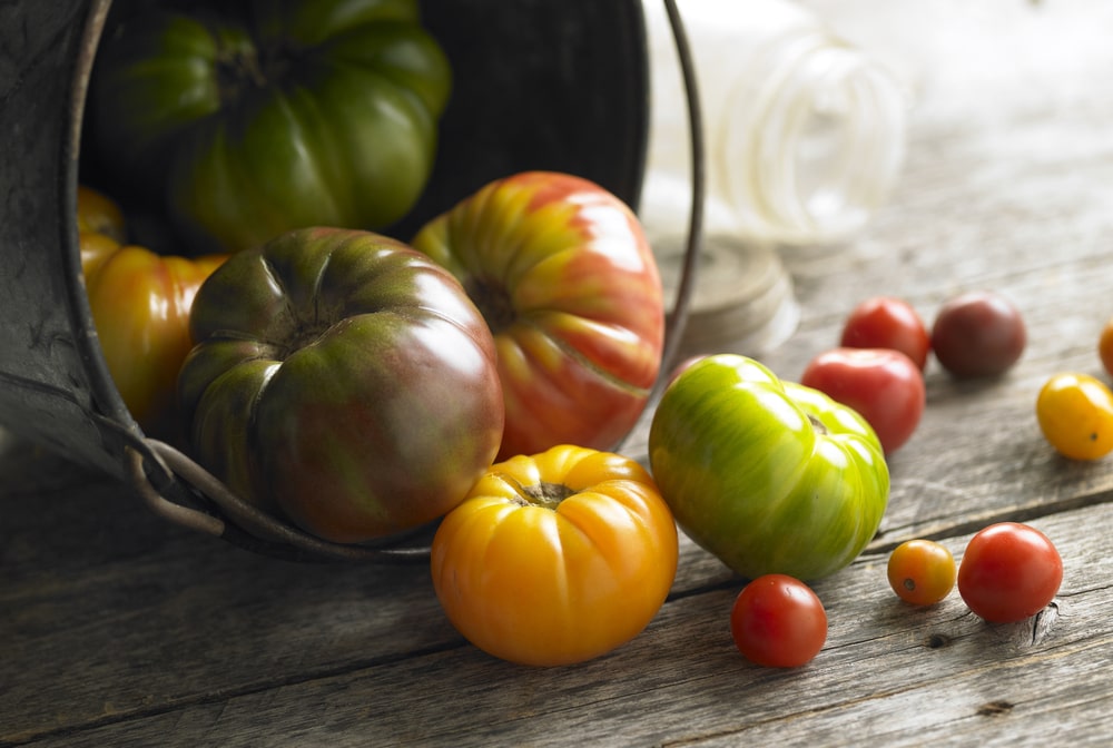 Growing tomatoes is a lovely way to learn about gardening