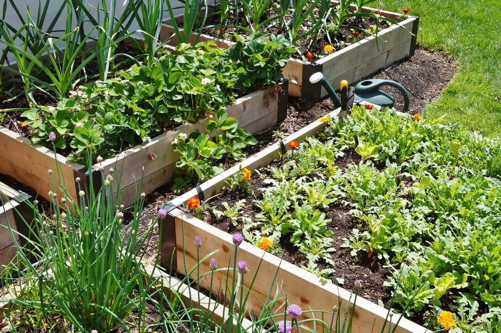 Raised beds are one solution to Virginia gardening challenges