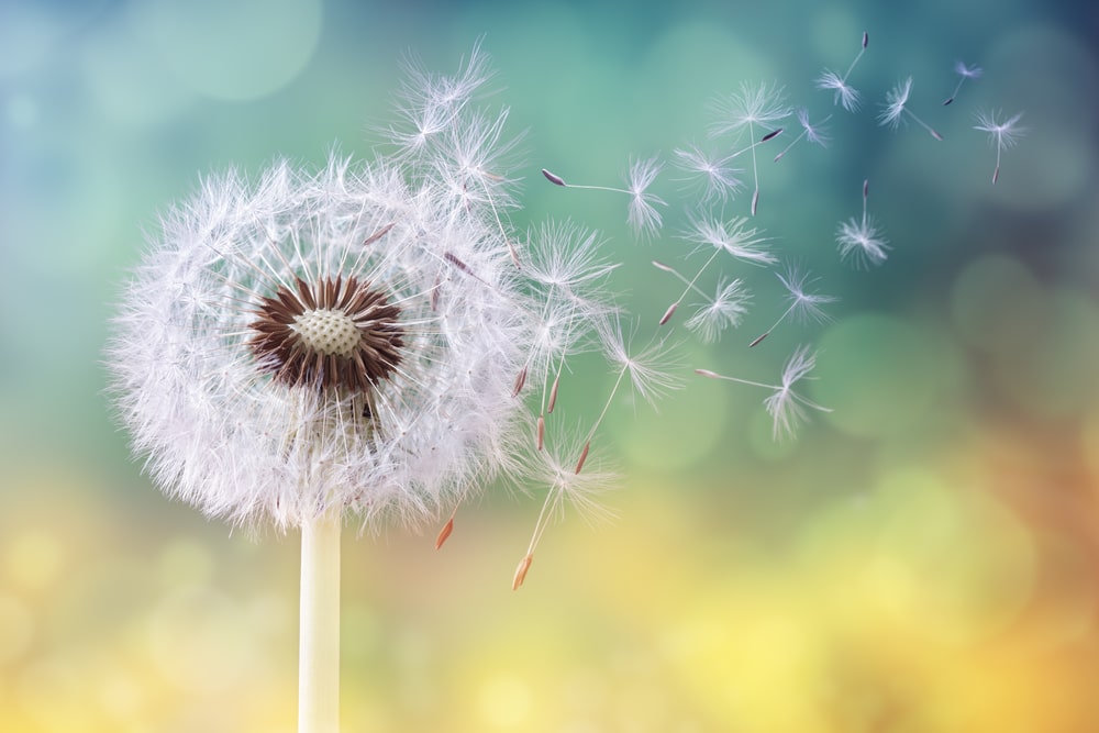 Dandelions are considered weeds to some, and not to others. What is a weed to you?