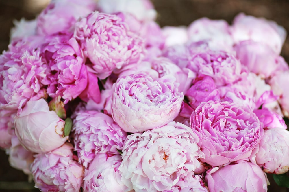 Peonies are a perfect gift for Mother's Day