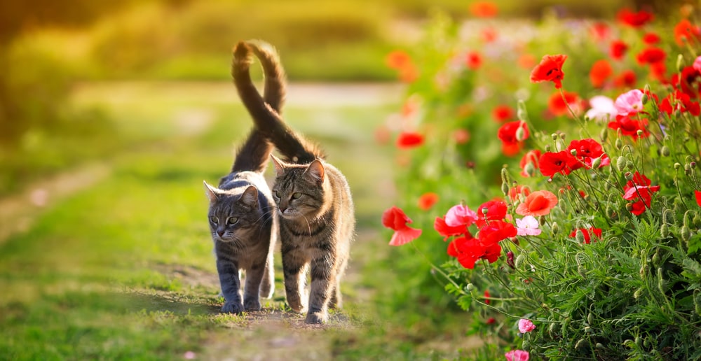 Two cats strolling through a patch of flowers