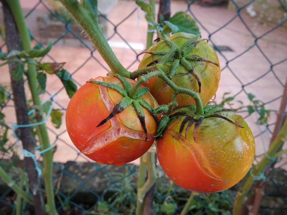 There are a wide variety of tomato fruit problems