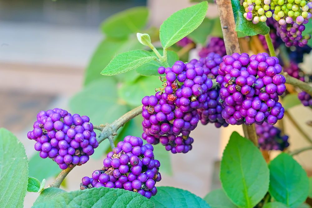 Beautyberry are wonderful late summer shrubs