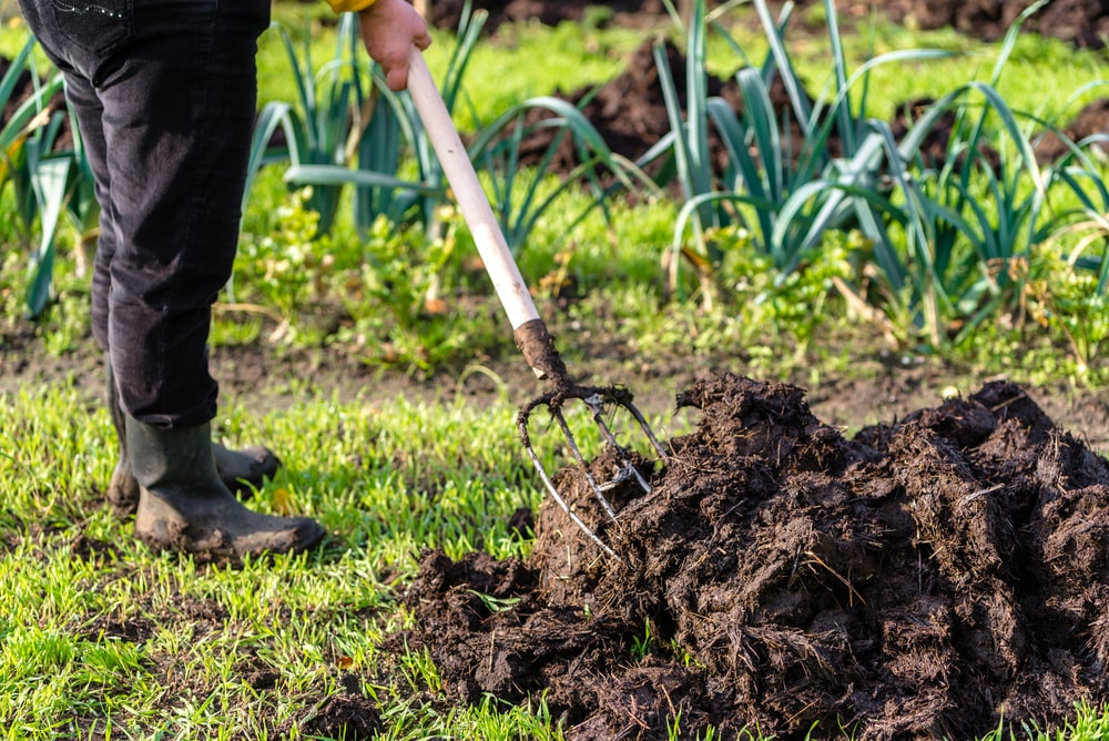 We've got the scoop on poop for using manure your organic garden
