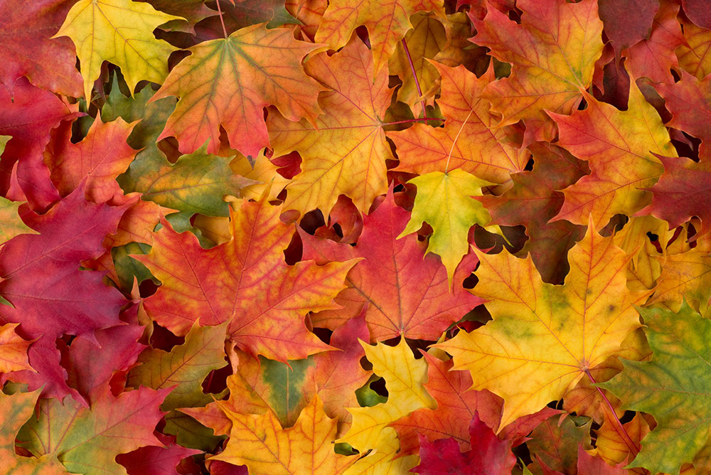 Why do fall leaves change color?