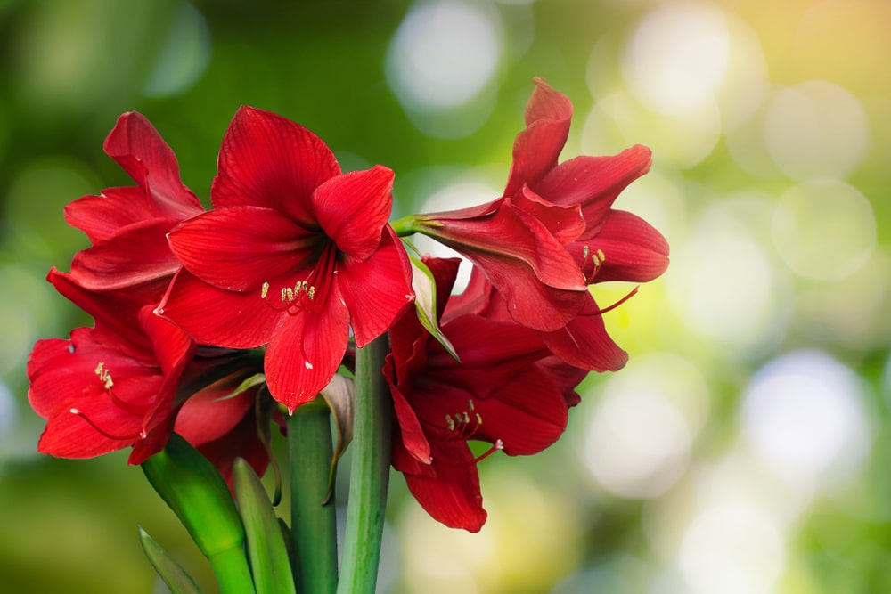 Tips for keeping amaryllis year after year