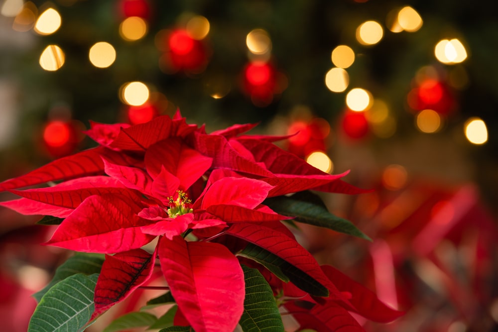 Learn all about poinsettia care