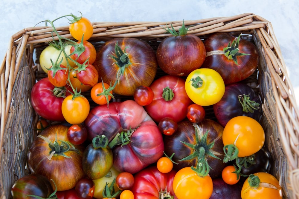 What's the difference between heirlooms, hybrids, and GMO tomatoes?