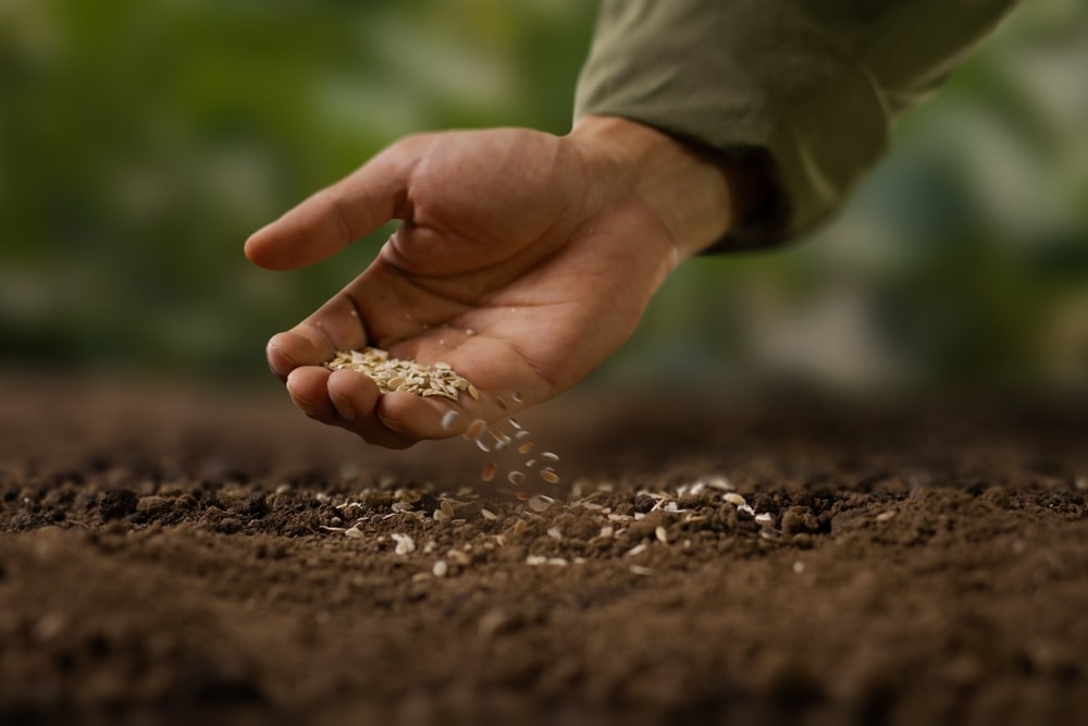 Now is the time to begin thinking about planting seeds