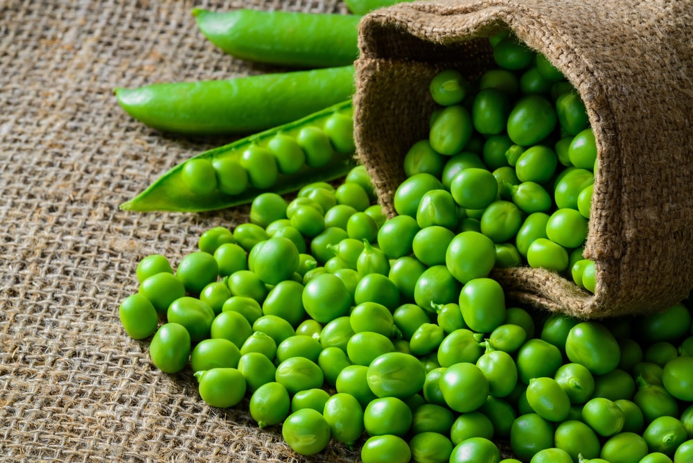 Peas can be planted in mid-March in central Virginia.