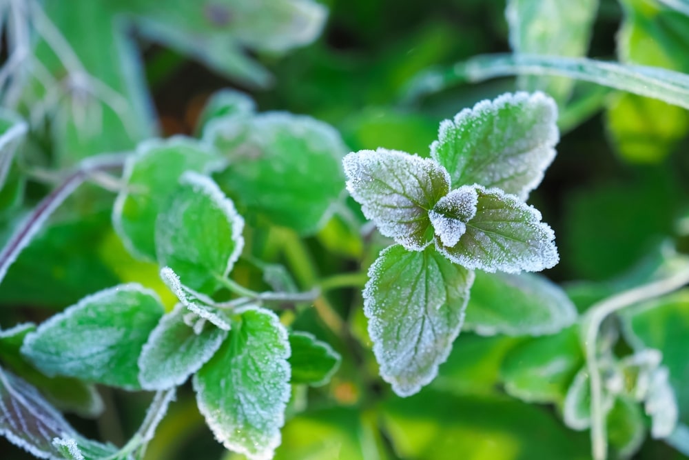Late frost on the leaves of some mint