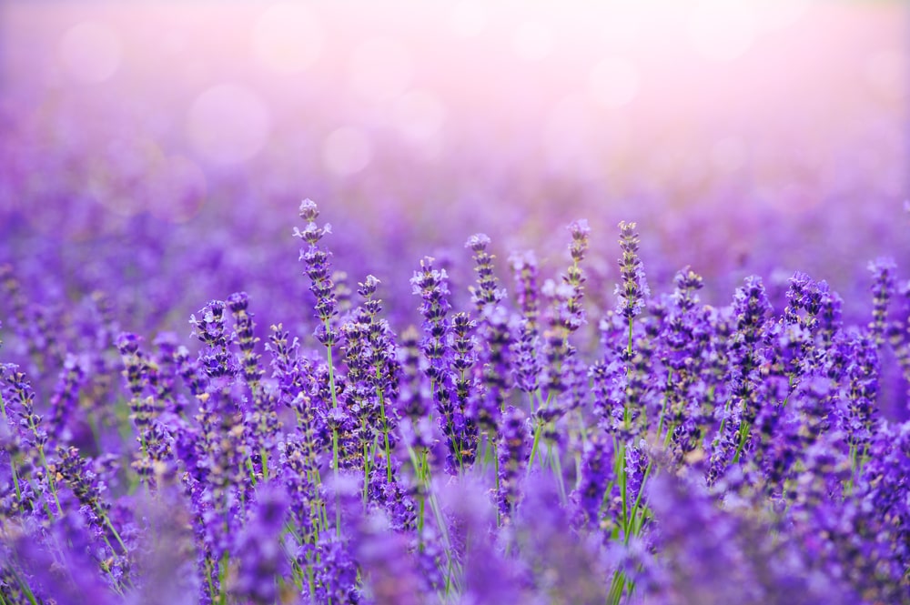 Rows of lavender in bloom