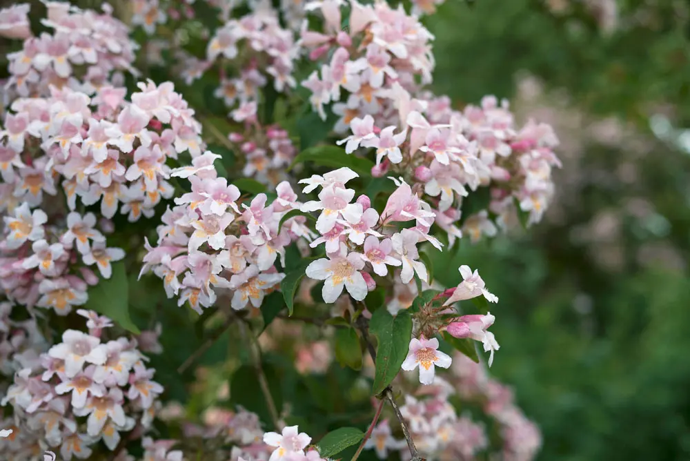 Blooming abelia