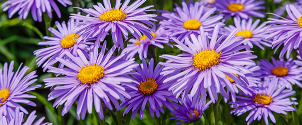 Purple blooming perennial asters