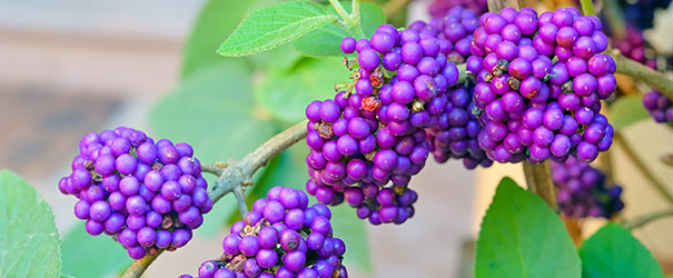 The lovely fall berries on Beautyberry bush