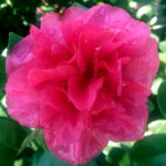 Camellia Bonanza