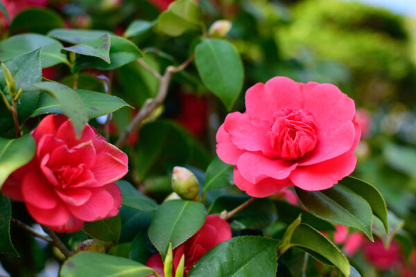 A fall-blooming camellia