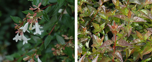 Edward Goucher Abelia, both blooms and foliage