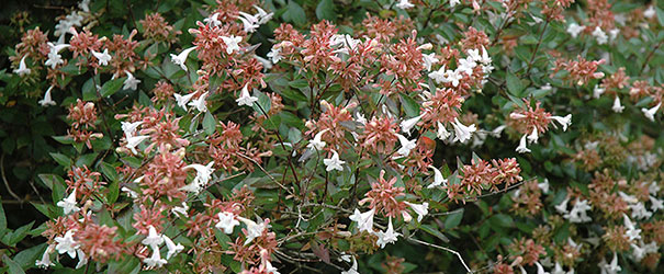 'Glossy' Abelia grandiflora