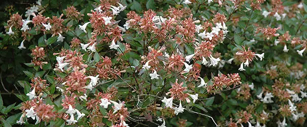 'Glossy' Abelia grandiflora