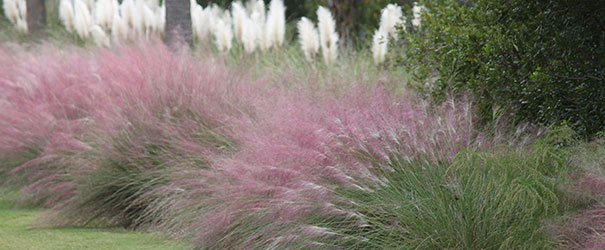 The lovely pink plumes of Muhly grass