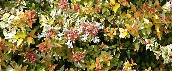 Kaleidoscope Abelia