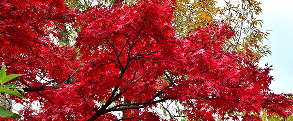 The stunning red-colored fall leaves of a Japanese maple