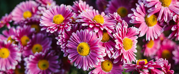 Purple chrysanthemum blooms with a yellow center