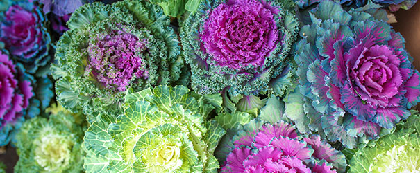 White and purple varieties of ornamental cabbage