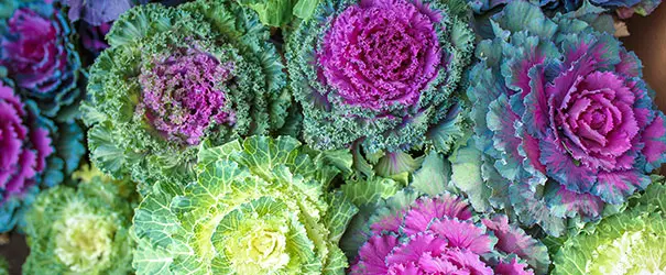 White and purple varieties of ornamental cabbage