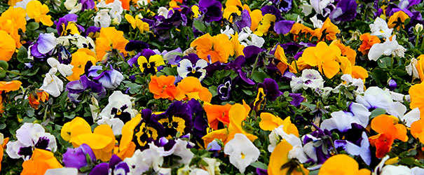 A field of multi-colored pansies