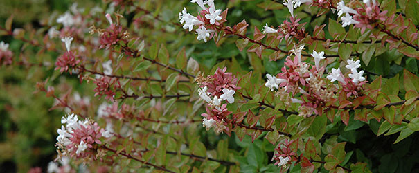 Rose Creek Abelia