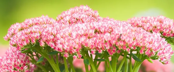 The crimson bloom heads of Sedum 'Autumn Fire'