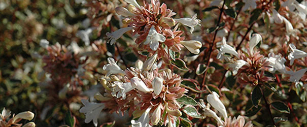 Sunshine Daydream Abelia