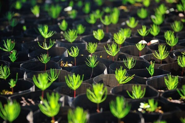Up close view of Christmas tree seedlings