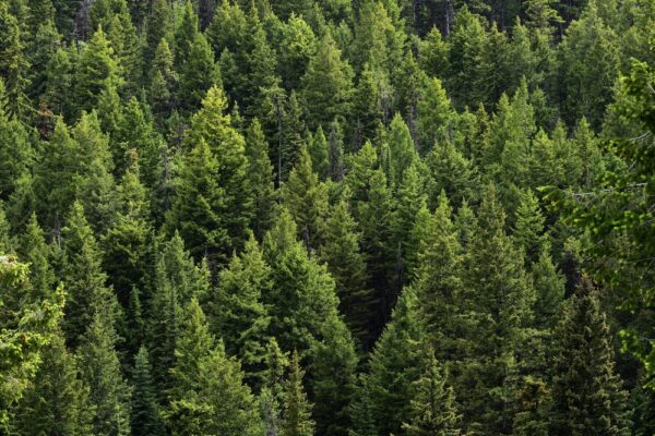 A sea of evergreen trees