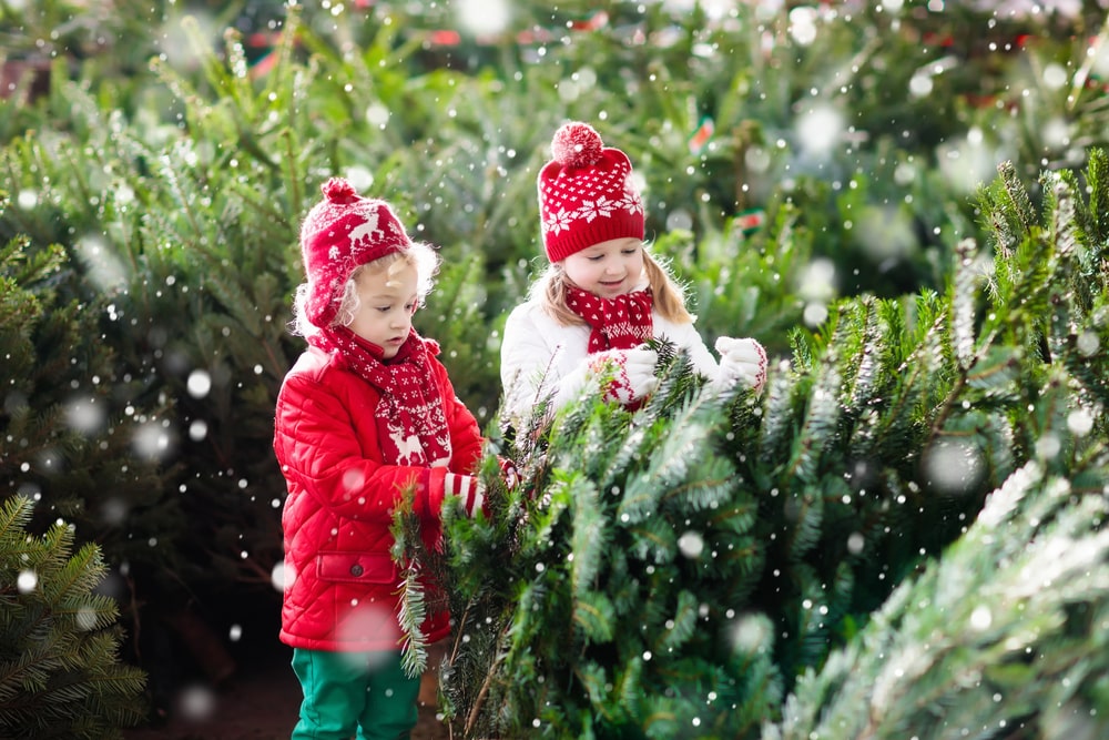 Two kids shopping for a real Christmas tree