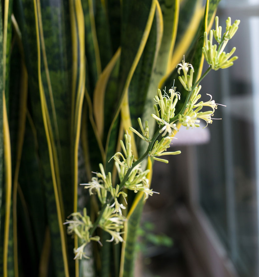 A stalk of white, fragrant sansevieria flowers