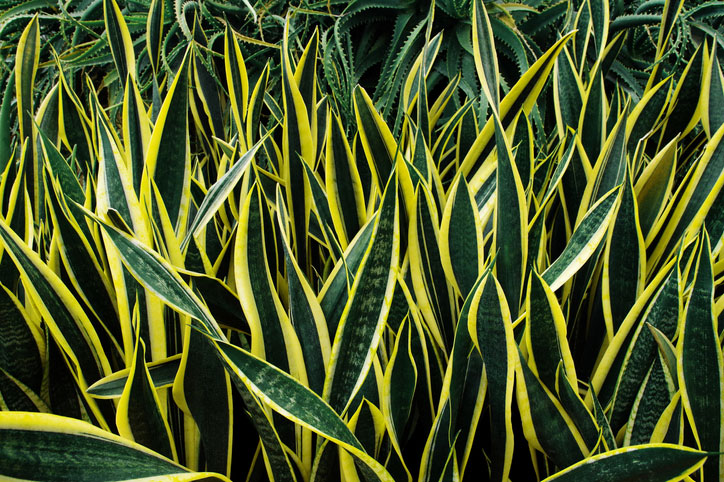 A mass of variegated sansevieria plants