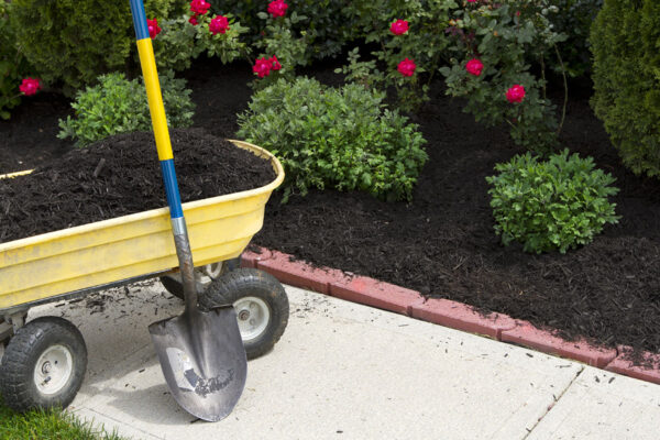 Mulched beds with wheelbarrow