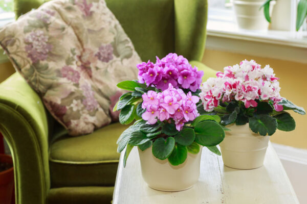African violets in pots on a table