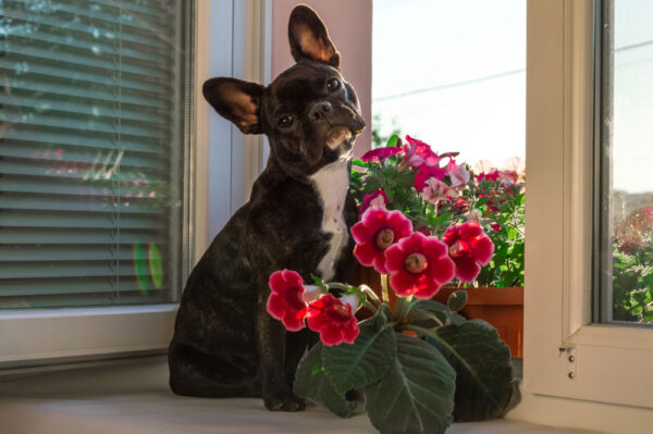 French bulldog with a gloxinia plant