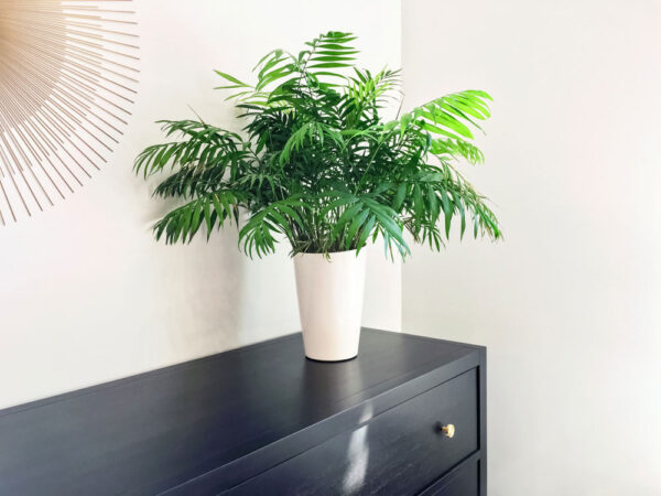 Parlor palm potted on a black chest of drawers